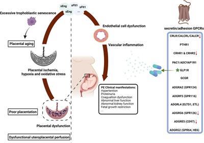 Focusing on the role of secretin/adhesion (Class B) G protein-coupled receptors in placental development and preeclampsia